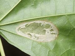 Phyllonorycter joannisi