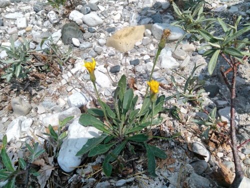 Leontodon berinii
