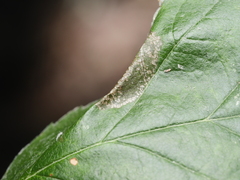 Phyllonorycter sorbi