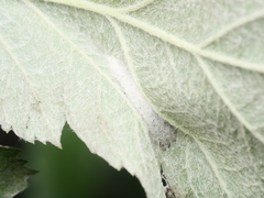 Phyllonorycter sorbi