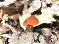 Gliophorus perplexus