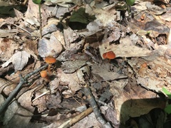 Gliophorus perplexus