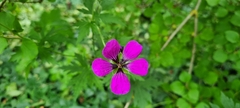 Geranium psilostemon