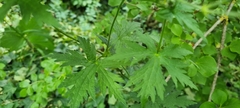 Geranium psilostemon