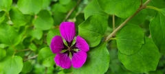 Geranium psilostemon