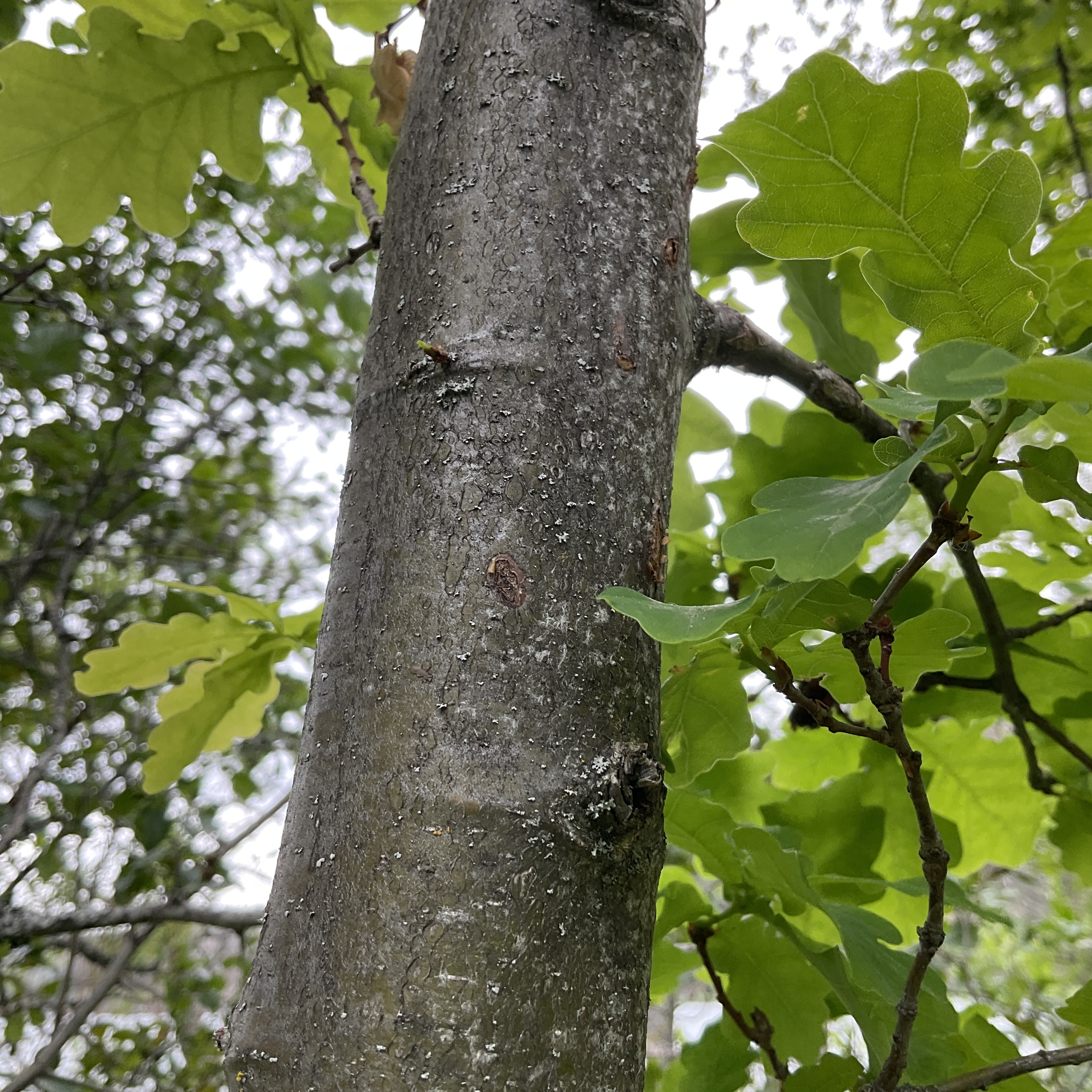 Chêne pédonculé (Quercus robur) — photo 3