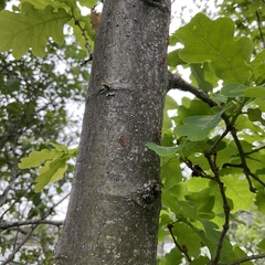 Chêne pédonculé (Quercus robur) — photo 3
