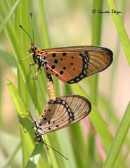 Acraea axina
