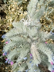 Echium albicans