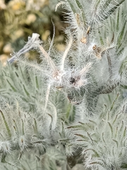 Echium albicans