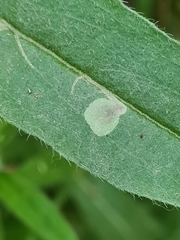 Agromyza abiens