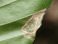 Phyllonorycter messaniella