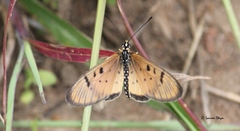 Acraea axina