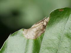Phyllonorycter messaniella
