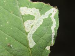Aulagromyza hendeliana