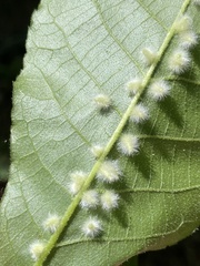 Caryomyia albipilosa