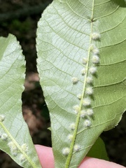 Caryomyia albipilosa