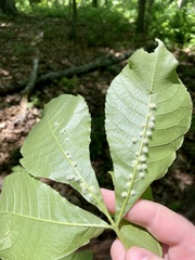 Caryomyia albipilosa