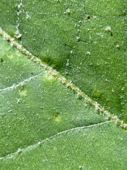 Caryomyia albipilosa