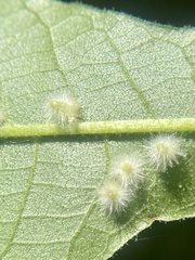 Caryomyia albipilosa