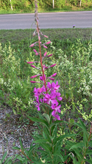 Chamaenerion angustifolium