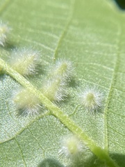 Caryomyia albipilosa