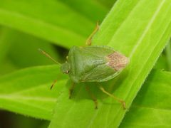 Palomena viridissima