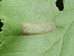 Phyllonorycter nicellii