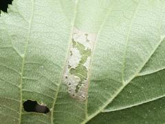 Phyllonorycter nicellii