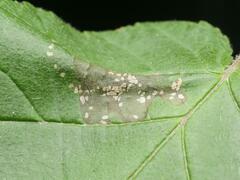 Phyllonorycter nicellii