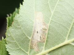 Phyllonorycter nicellii