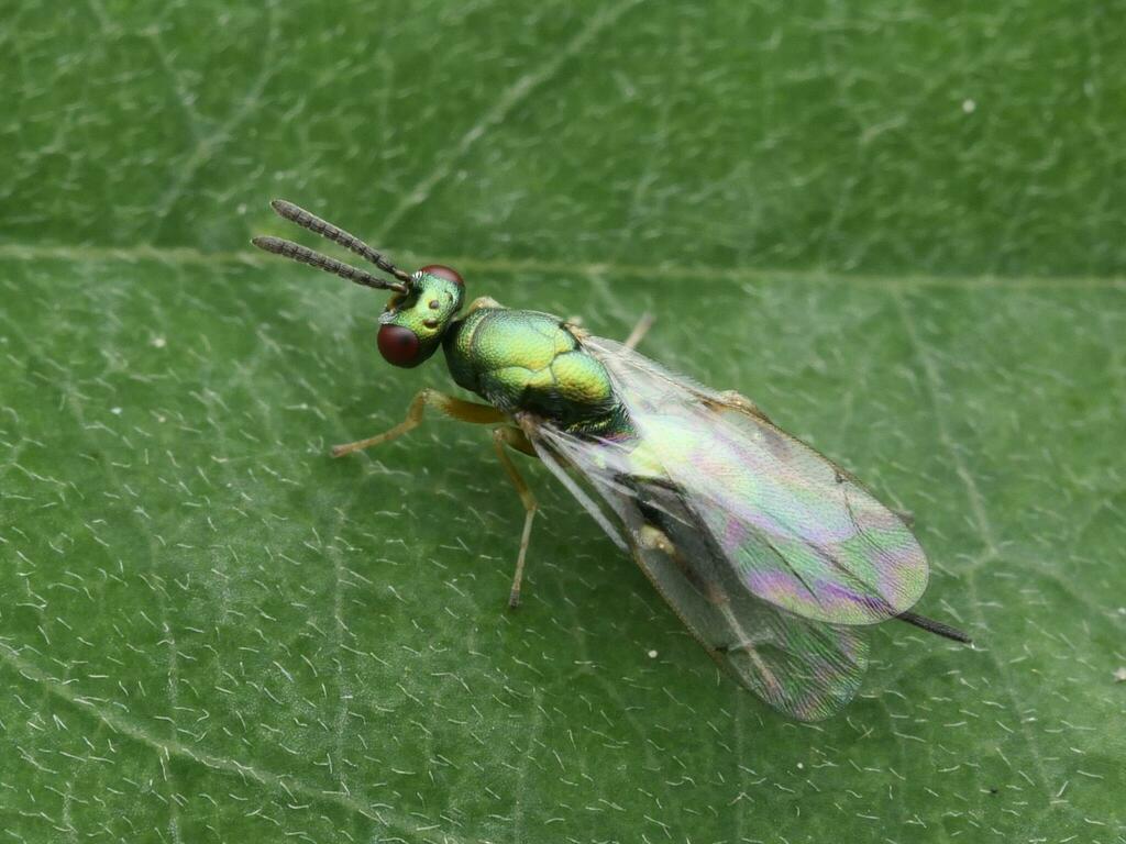 Torymus flavipes