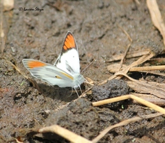 Colotis pallene