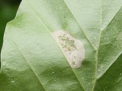 Phyllonorycter messaniella