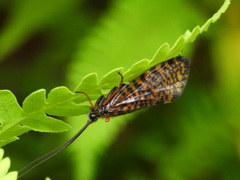 Hagenella clathrata