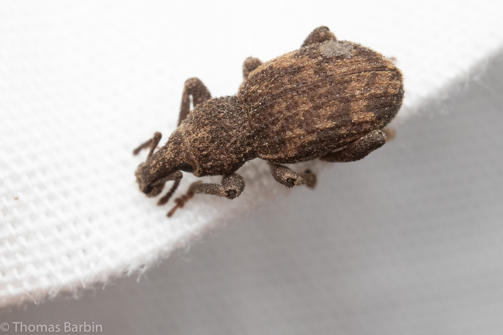 Panscopus rugicollis
