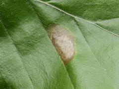 Phyllonorycter messaniella
