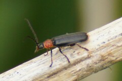 Silis ruficollis