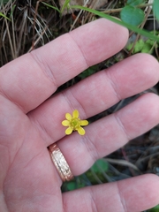 Ranunculus lapponicus
