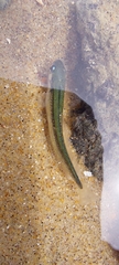 Gaidropsaridae