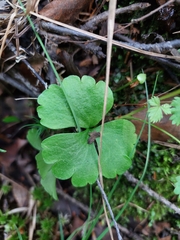 Ranunculus lapponicus