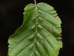 Aceria tenella