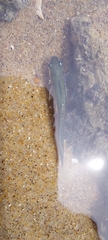 Gaidropsaridae