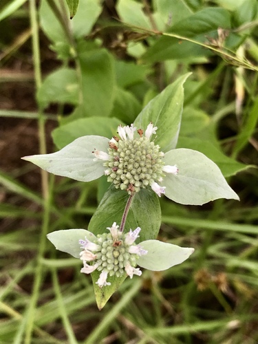 Pycnanthemum muticum