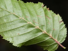 Aceria tenella