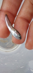 Gaidropsaridae
