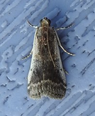 Acrobasis tumidulella