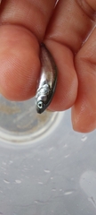 Gaidropsaridae