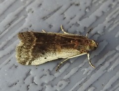 Acrobasis tumidulella