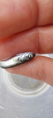 Gaidropsaridae